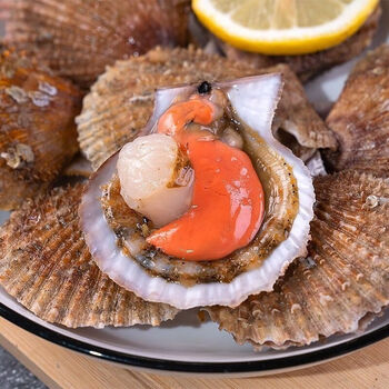 扇贝鲜活新鲜港湾贝带壳超大扇贝海鲜水产海捕贝类四斤 4斤大号【适合