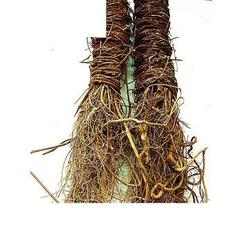 【双十二活动】广西梧州特产鸡骨草细叶带根鸡骨草500克广东煲汤凉茶