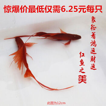 高旗燕尾红箭鱼红剑鱼淡水金鱼热带鱼 发财鱼 新手耐养观赏鱼 高旗