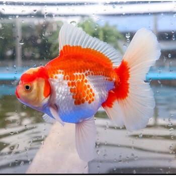 精品百褶泰狮金鱼原泰活体红白麒麟风水淡水观赏冷水鱼好养活黑色红白