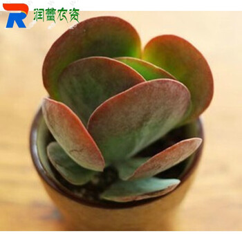 多肉植物玉露白牡丹黄丽仙人掌仙人球可组合盆栽糖印不含盆 图片价格品牌报价 京东