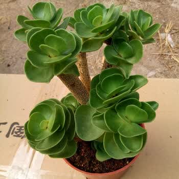 迎虞花苑多肉植物金钱木多肉老桩多肉植物组合盆栽花卉绿植多肉好养金钱木老桩2盆 带盆发货 图片价格品牌报价 京东