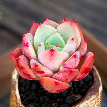 三文鱼群生多肉植物盆栽肉肉新手植物办公室创意花卉绿植防辐射三文鱼