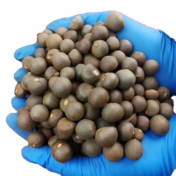 茶种子 茶树种子 茶叶种子茶树籽绿茶籽 茶花种子-德资 西湖龙井种子