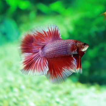 鱼官儿 泰国斗鱼 混色系双尾半月1条(颜色随机) 客厅办公室热带活体