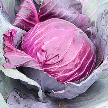 种菜记 甘蓝种子紫甘蓝种苗紫包菜种籽菜种子籽种孑紫包菜籽卷心菜