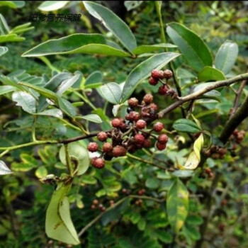 伟博花椒根 中药材 新货四川花椒根 花椒树根 花椒树 根切片 干货切片