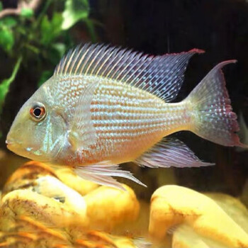 斯威尼关刀鱼南美食土鲷鱼曼龙鲷科鱼活体短鲷观赏鱼系列 关刀13~15cm