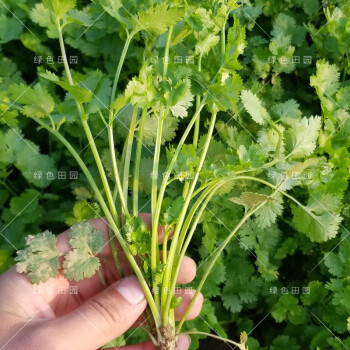 大葉香菜5斤簡裝 基地用種