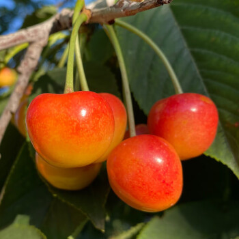 黄水晶樱桃山东烟台国产小樱桃非车厘子大樱桃黄蜜黄樱桃3斤 5斤【良