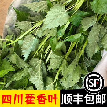 四川藿香叶发顺丰新鲜带杆鱼香叶木香子鱼香菜豆花蘸料2斤