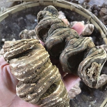 新鲜大个头重楼云南粉质滇重楼大个头七叶一枝花 大个头干重楼200克