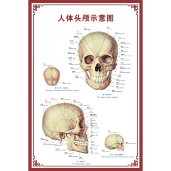 头颅部位名称解析图图片