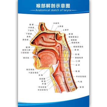 人体医学解剖图挂图心脏肝胆消化系统示意图五脏六腑器官结构 喉部