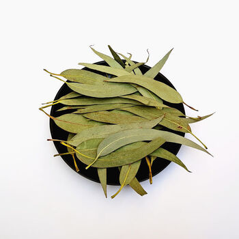 桉树叶 大叶桉 大桉树叶 橡树叶桉叶  中药材批发 500克