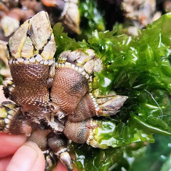 海鲜佛手螺鲜活鹅颈藤壶龟足海鲜狗爪螺鬼爪螺海鸡脚螺250gm号1斤500g