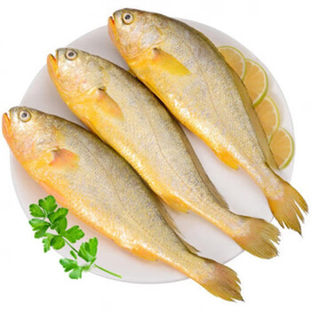 国产深海精选大黄花鱼新鲜野生深水海捕特大号黄花鱼 精选特号大黄鱼