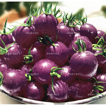 水果樱桃小番茄种籽千禧红圣女果西红柿春秋四季蔬菜种子苗孑 浅紫色