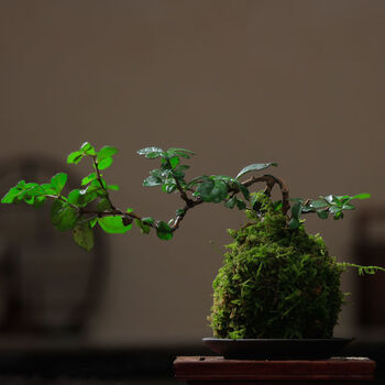 苔藓球米竹观音竹凤尾竹苔玉球禅意盆栽月季微型盆景镜面草佛肚竹朵芮蜜悬崖福建茶苔藓球 不含托盘 图片价格