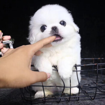 活體寵物京巴犬幼犬 京巴犬活體純種京巴犬獅子狗小型犬 白色小體京巴