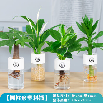 麦菊水培植物绿萝室内盆栽花卉办公室内水养桌面小绿植发财树净化空气 客厅优选组合 发财树 白掌 金钻 观音竹 高透p 含盆 图片价格品牌报价 京东