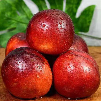 澳洲油桃当季新鲜水果脆甜应季小油桃3斤