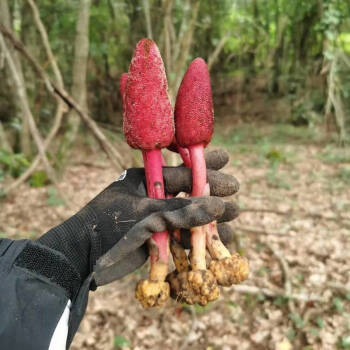 锁阳与回春草的图片图片