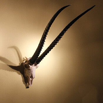 可狄美式乡村复古家居会所酒吧装饰树脂仿生逼真藏羚羊长角羚头骨壁挂