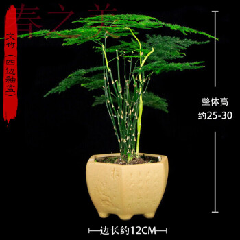 文竹山水造型盆景室内绿植禅意盆栽净化空气观赏花卉盆景四季常青附石