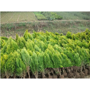 爬地柏树苗 爬地柏盆景洒金柏苗铺地柏苗造型用苗 洒金柏冠幅50冠幅
