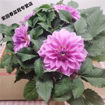 园艺小丽花盆栽大朵室外阳台花色艳丽多年生球根耐寒植物好养易活美丽大丽花超大花朵现货中带盆栽好 图片价格品牌报价 京东