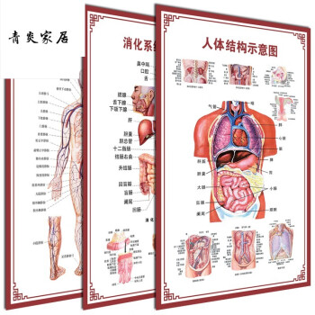 悅芷雲人體內臟解剖系統示意圖醫學骨骼肌肉器官血管血液結構圖醫院