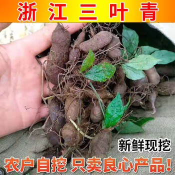 浙江新鲜野生三叶青中药材金线吊葫芦丝线吊金钟小儿高烧不退
