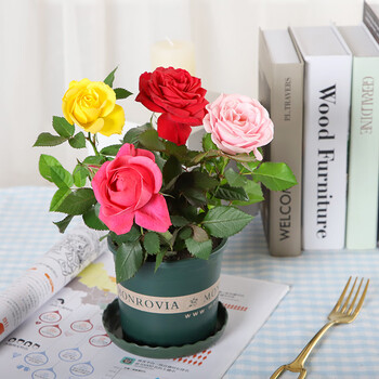 【莎之槿】四季玫瑰花盆栽带花苞钻石玫瑰花开不断阳台果汁室内外好养