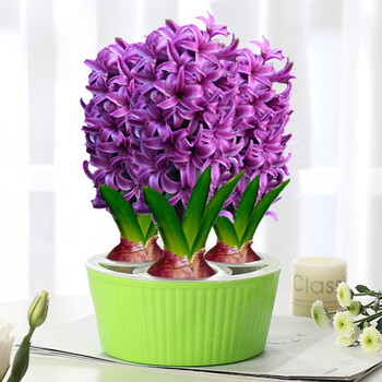 风信子种球盆栽 四季水养花卉植物室内桌面土培耐寒易活花种子 紫色3