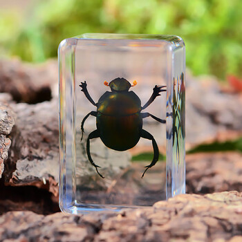 标本树脂海洋动物标本金龟子蝎子螃蟹甲虫蜘蛛真虫幼儿园姜黄色屎壳郎