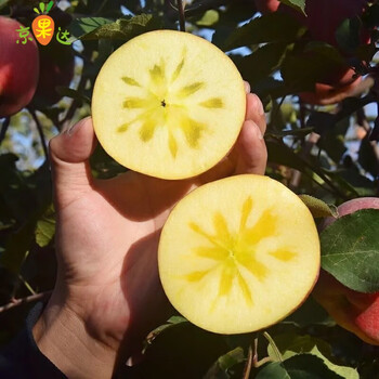 山西万荣雪果冰糖心苹果水果新鲜应当季整箱红富士平果脆甜10斤