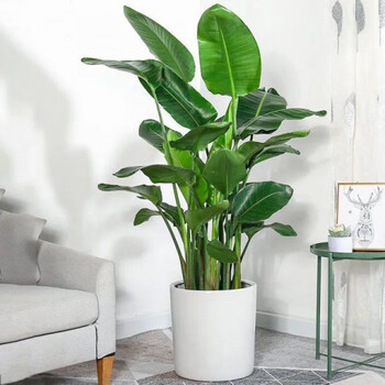 天堂鸟盆栽室内绿植网红鹤望兰大型客厅植物花卉好养四季常青大叶