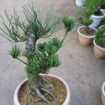 素蜜五针松黑松精品大阪松小苗五针松盆景树桩造型短针嫁接苗那须娘松