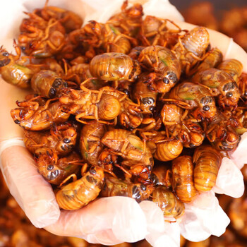 妮姬知了猴新鲜活体金蝉速冻蝉蛹爬叉猴山东特产蚕蛹知了蛹生鲜金蝉