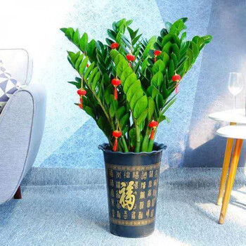 【精选现发】金钱树盆栽摇钱树绿植钱串发财树花卉盆室内客厅办公室