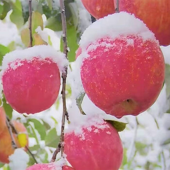 jd速运山西万荣华荣雪果雪地冰糖心红富士脆甜苹果过年送礼原箱礼盒装