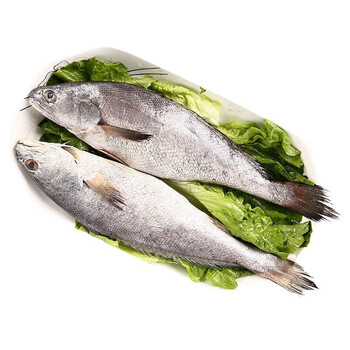 航海日记海捕米鱼鲜冻敏鱼大鮸鱼新鲜冷冻鳘鱼海鲜水产5斤装顺丰 5斤