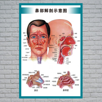 鼻子构造图解解剖图图片