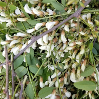 京鲜配只发花苞新鲜洋槐花花骨朵陕西秦岭鲜槐花槐树花现货新鲜现摘花