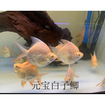 kjhgf泰国鲫短身元宝鲫红眼白子元宝鲫红眼雪鲫高端中层鱼观赏鱼活体
