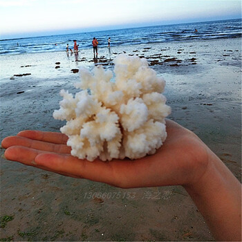 海底石花菜花白珊瑚摆件鱼缸水族箱造景底滤硬化躲避鱼缸石海螺菜花78