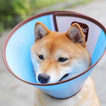 伊丽莎白圈大型犬金毛头罩狗狗头套防咬舔耻辱圈宠物伊利沙白项圈