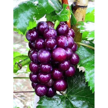 紫浓香葡萄树苖大苖果树果苖爬藤南方种植葡萄树苖当年结果苖2年苗