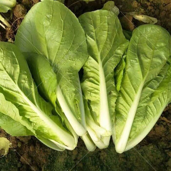 湖北小白菜农家露天自种新鲜小白菜奶油菜绿叶菜现割时令蔬菜青菜
